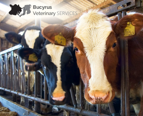 Bucyrus Veterinary Services