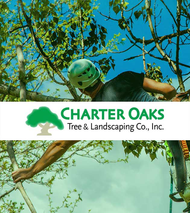 charter-oaks-case-study-your-webster